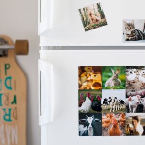 Colourful animal photo magnets on a fridge