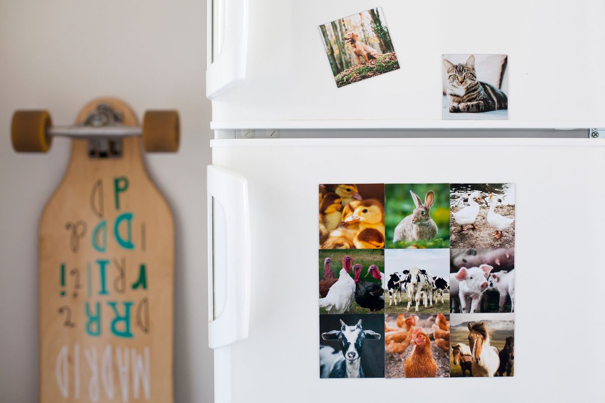 Animal photo magnets on a fridge